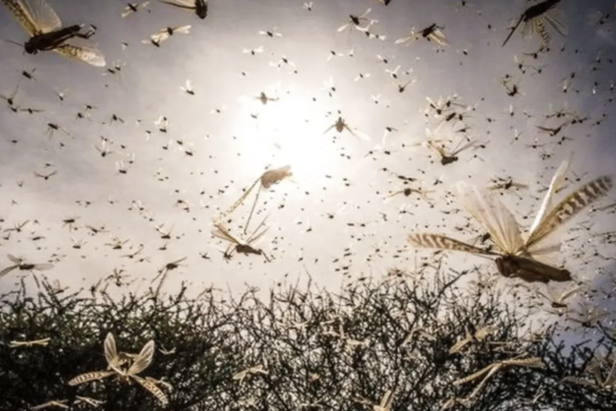 الفاو تحذر من تنامي خطر الجراد الصحراوي بالمغرب مع بداية تكاثر بالصحراء المغربية