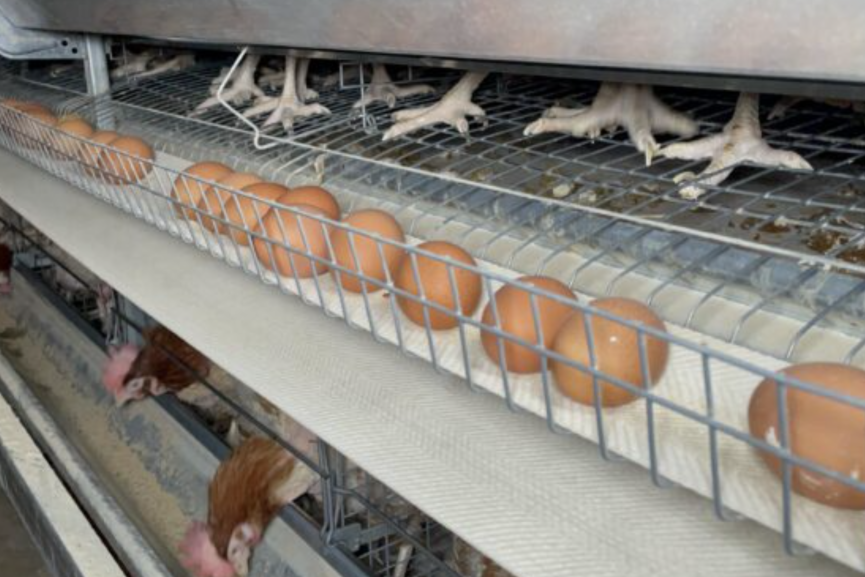 من الضيعة إلى المائدة.. كيف يُنتج 400 ألف بيضة يوميا بإقليم الرحامنة