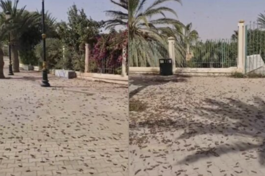 أسراب الجراد تجتاح العيون وتحذيرات من اتساع رقعة الانتشار بالأقاليم الجنوبية