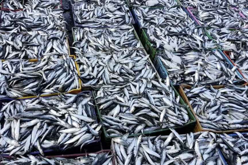 أزيد من 500 طن من الأسماك بسوق الهراويين في سادس أيام رمضان