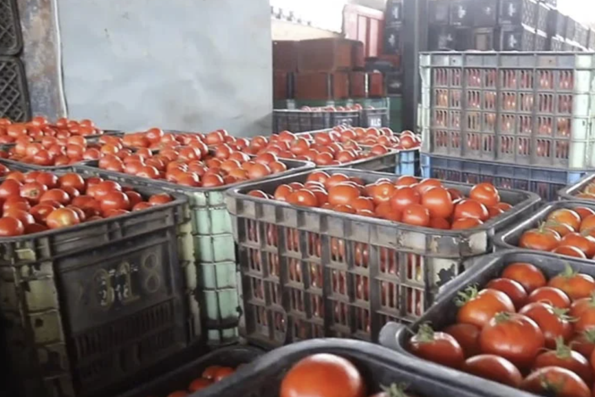 منتجو الطماطم يفسرون ارتفاع الأسعار بتضرر المحصول في سوس ويؤكدون: التصدير ضروري لاستمرار الإنتاج