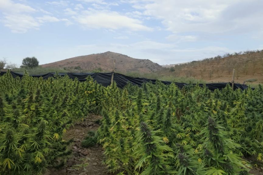 إنتاج القنب الهندي القانوني بالمغرب يتجاوز 19 ألف قنطار خلال 2025