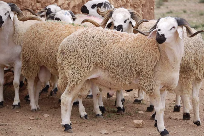 التلقيح الاصطناعي في الأغنام يحقق نتائج مشجعة ويفتح آفاق تحديث القطاع