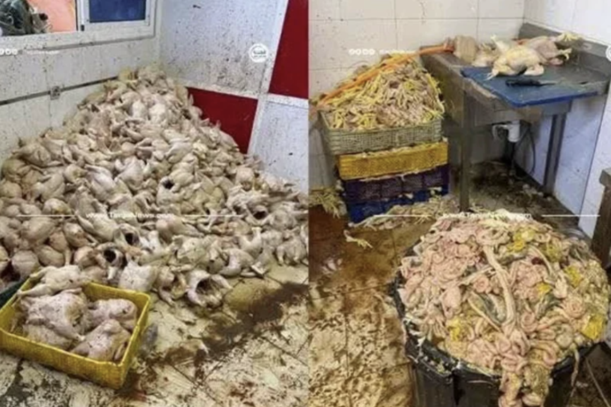 ضبط طنين من الدجاج الفاسد بمستودع في طنجة وفتح تحقيق في الواقعة
