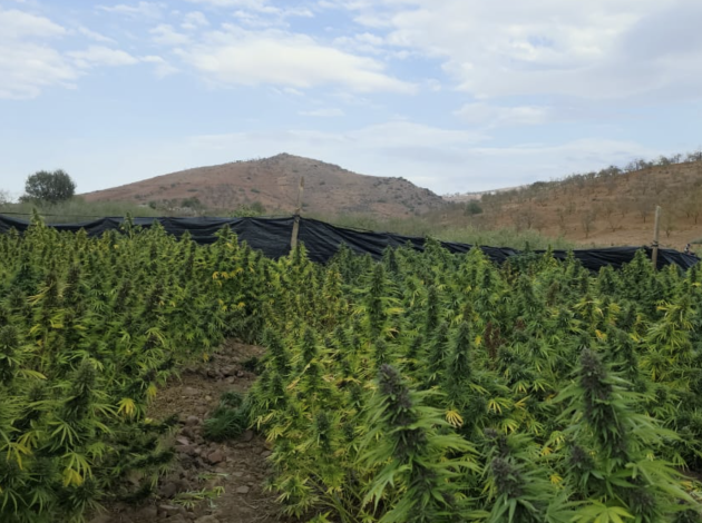 إنتاج القنب الهندي القانوني بالمغرب يتجاوز 19 ألف قنطار خلال 2025