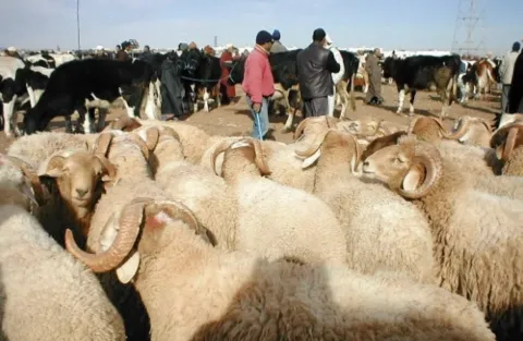 إحصاء وطني يكشف تراجع أعداد الأبقار والإبل ويدفع إلى إجراءات دعم غير مسبوقة لمربي الماشية