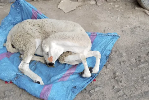 تفشي مرض غامض ينخر قطعان الماشية بأزيلال وسكان يوجهون نداء استغاثة