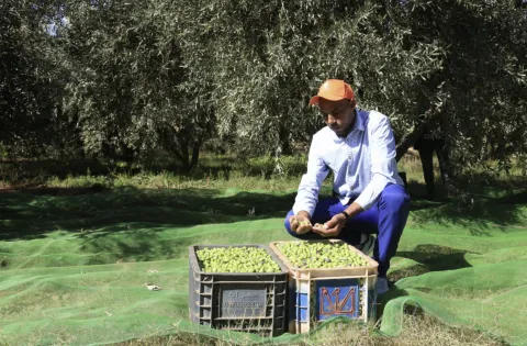 مبادرة “المثمر” تحوّل حقول الزيتون إلى نموذج للفلاحة العصرية المستدامة وترفع الإنتاجية بـ 20% 