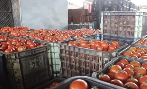 منتجو الطماطم يفسرون ارتفاع الأسعار بتضرر المحصول في سوس ويؤكدون: التصدير ضروري لاستمرار الإنتاج