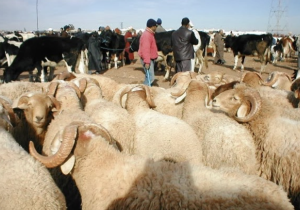 إحصاء وطني يكشف تراجع أعداد الأبقار والإبل ويدفع إلى إجراءات دعم غير مسبوقة لمربي الماشية