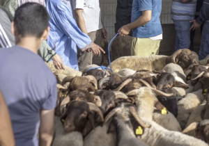 بعد ارتفاع أسعار اللحوم الحمراء.. انتعاش سوق الأغنام بالمغرب وتحسن تدريجي للكسابة