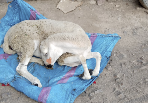 تفشي مرض غامض ينخر قطعان الماشية بأزيلال وسكان يوجهون نداء استغاثة