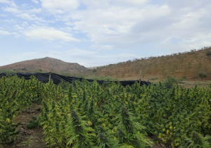 إقليم الحسيمة.. توسع قياسي في زراعة القنب الهندي القانوني بمساحة مزروعة تبلغ 1350 هكتارا