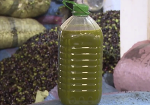 تفاؤل في إنتاج الزيتون بالمغرب وسط توقعات بزيادة تفوق 75% في المحصول