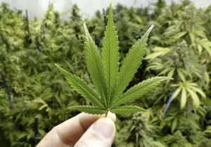 سحب 111 رخصة بسبب خروقات في أنشطة القنب الهندي وسط ارتفاع كبير في عدد المزارعين 