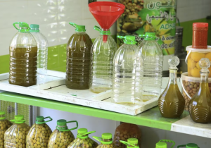 سيدي بنور تعيش موسما استثنائيا لجني الزيتون... وفرة قياسية وانفراج في الأسعار