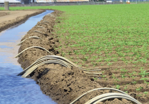 تعديلات برلمانية تقترح رفع الضريبة على المنتجات الفاخرة وفرض مساهمة على الزراعات المستنزفة للمياه