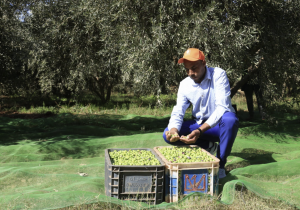 مبادرة “المثمر” تحوّل حقول الزيتون إلى نموذج للفلاحة العصرية المستدامة وترفع الإنتاجية بـ 20% 