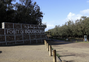 وضع نظام مراقبة متطور لتعزيز أمن وحماية غابة بوسكورة-مرشيش من التخريب والحرائق