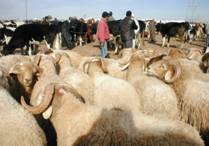 580 ألف كساب يستفيدون من الدعم الحكومي المباشر لتربية الماشية