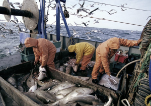 الاتحاد الأوروبي يوافق رسميا على استئناف مفاوضات اتفاق الصيد البحري مع المغرب