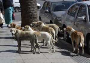 الكلاب الضالة.. مخاطر متزايدة وتدابير حكومية للحد من انتشار الأمراض