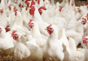 مربو الدواجن يرحبون بتدخل مجلس المنافسة وسط اتهامات بوجود تواطؤات وغش في سوق الأعلاف المركبة