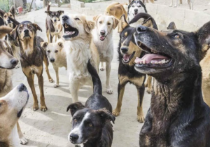 سؤال برلماني يسلط الضوء حول مخاطر الكلاب الضالة على السلامة العامة