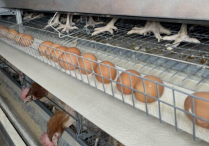 من الضيعة إلى المائدة.. كيف يُنتج 400 ألف بيضة يوميا بإقليم الرحامنة