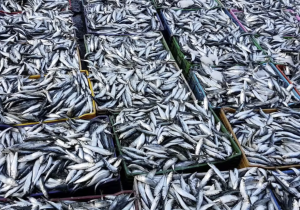 أزيد من 500 طن من الأسماك بسوق الهراويين في سادس أيام رمضان