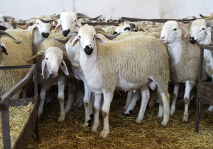 انطلاق مراقبة وطنية لإناث القطيع… صرف الدعم مرهون بالتحقق الميداني