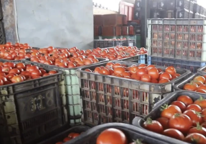 منتجو الطماطم يفسرون ارتفاع الأسعار بتضرر المحصول في سوس ويؤكدون: التصدير ضروري لاستمرار الإنتاج