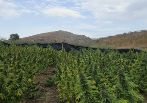 إنتاج القنب الهندي القانوني بالمغرب يتجاوز 19 ألف قنطار خلال 2025