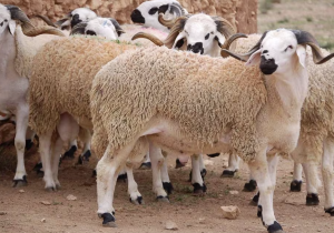 التلقيح الاصطناعي في الأغنام يحقق نتائج مشجعة ويفتح آفاق تحديث القطاع