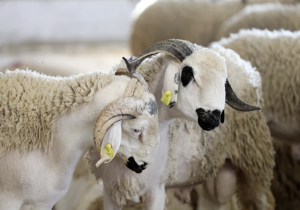 منح وسلف عيد الأضحى 2026: تباين الإجراءات بين الإدارات يعيد نقاش الإنصاف بين الموظفين