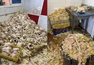 ضبط طنين من الدجاج الفاسد بمستودع في طنجة وفتح تحقيق في الواقعة