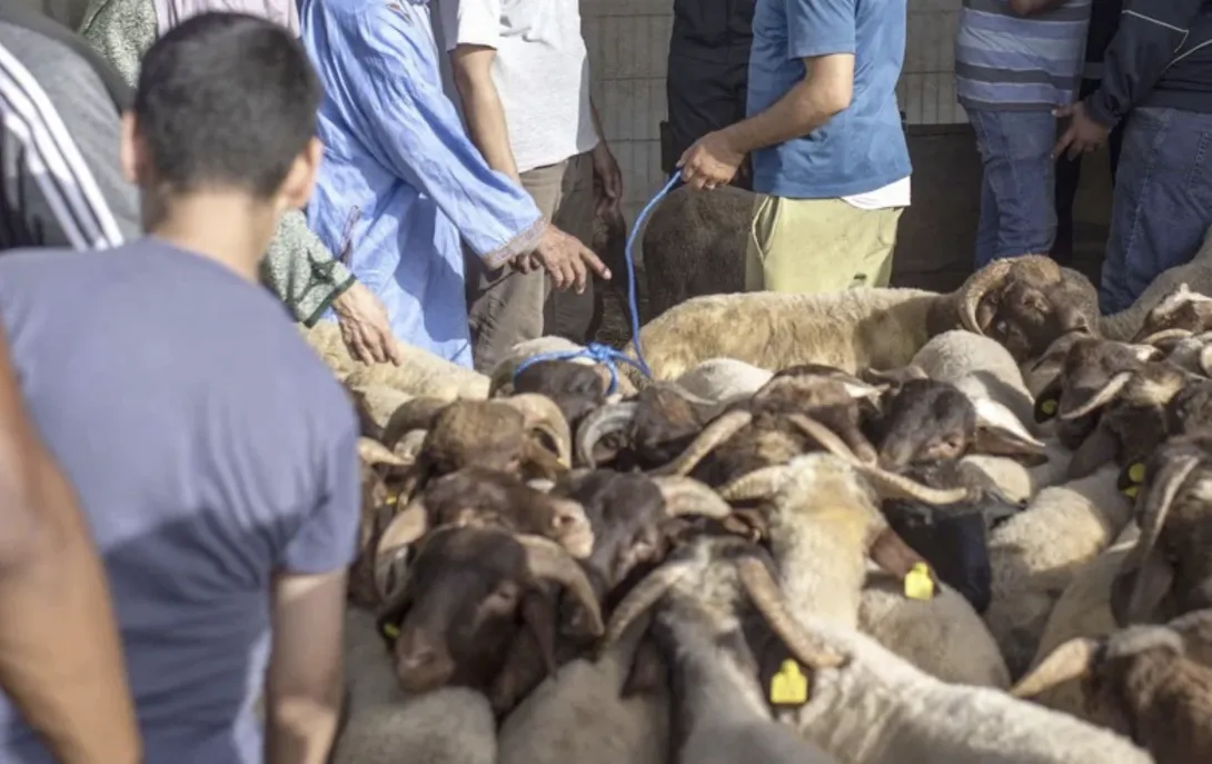بعد ارتفاع أسعار اللحوم الحمراء.. انتعاش سوق الأغنام بالمغرب وتحسن تدريجي للكسابة