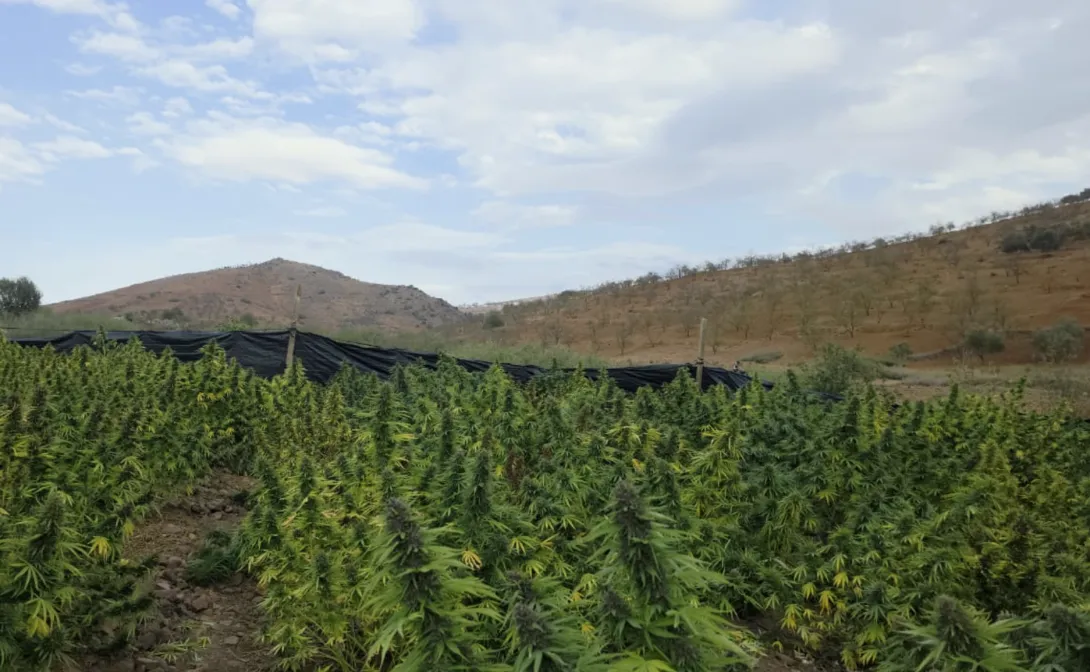 إقليم الحسيمة.. توسع قياسي في زراعة القنب الهندي القانوني بمساحة مزروعة تبلغ 1350 هكتارا