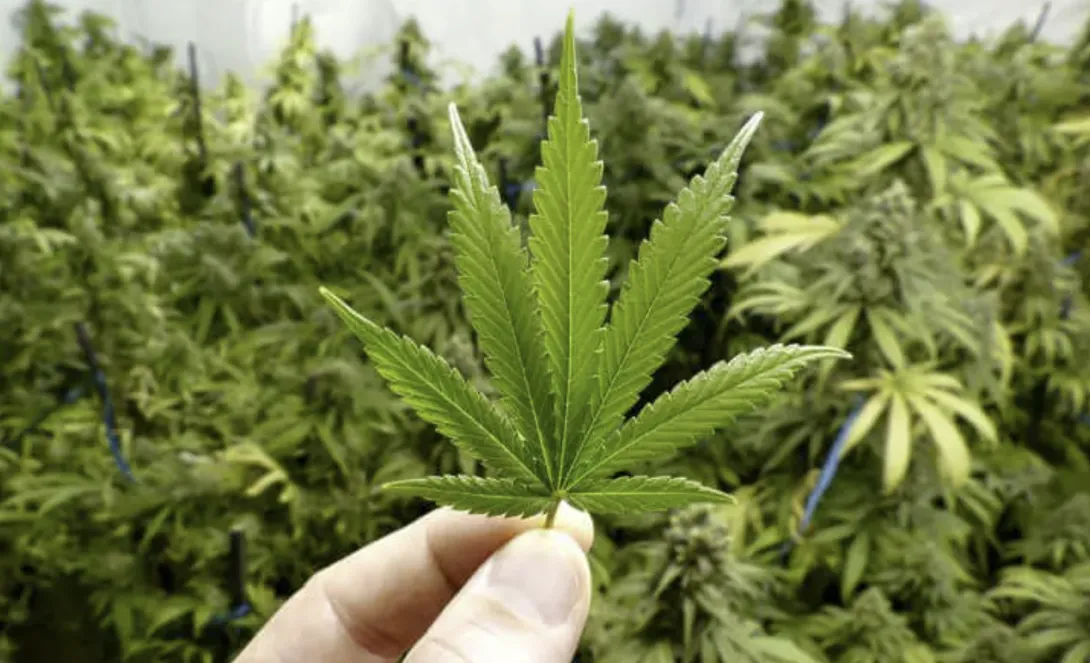 سحب 111 رخصة بسبب خروقات في أنشطة القنب الهندي وسط ارتفاع كبير في عدد المزارعين 