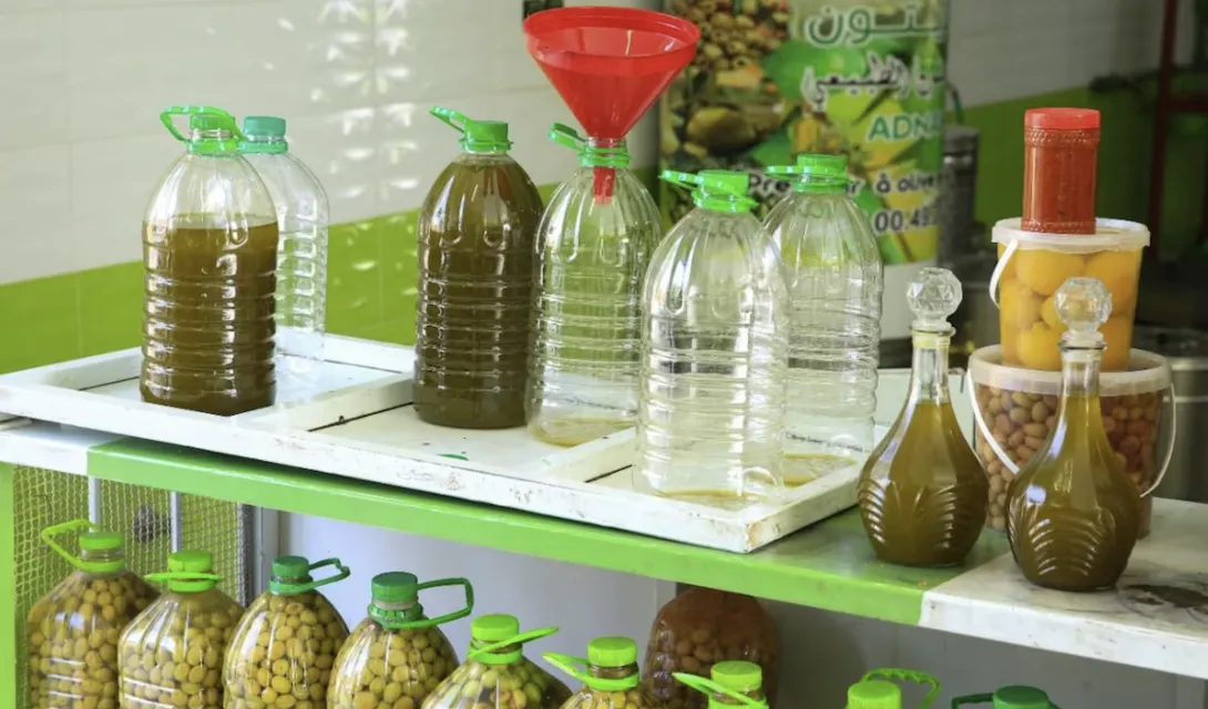 سيدي بنور تعيش موسما استثنائيا لجني الزيتون... وفرة قياسية وانفراج في الأسعار