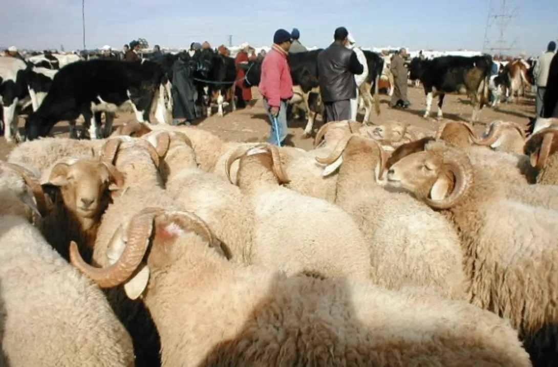 580 ألف كساب يستفيدون من الدعم الحكومي المباشر لتربية الماشية