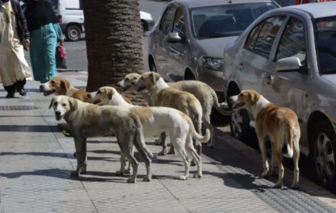 الكلاب الضالة.. مخاطر متزايدة وتدابير حكومية للحد من انتشار الأمراض