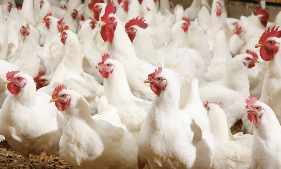 مربو الدواجن يرحبون بتدخل مجلس المنافسة وسط اتهامات بوجود تواطؤات وغش في سوق الأعلاف المركبة