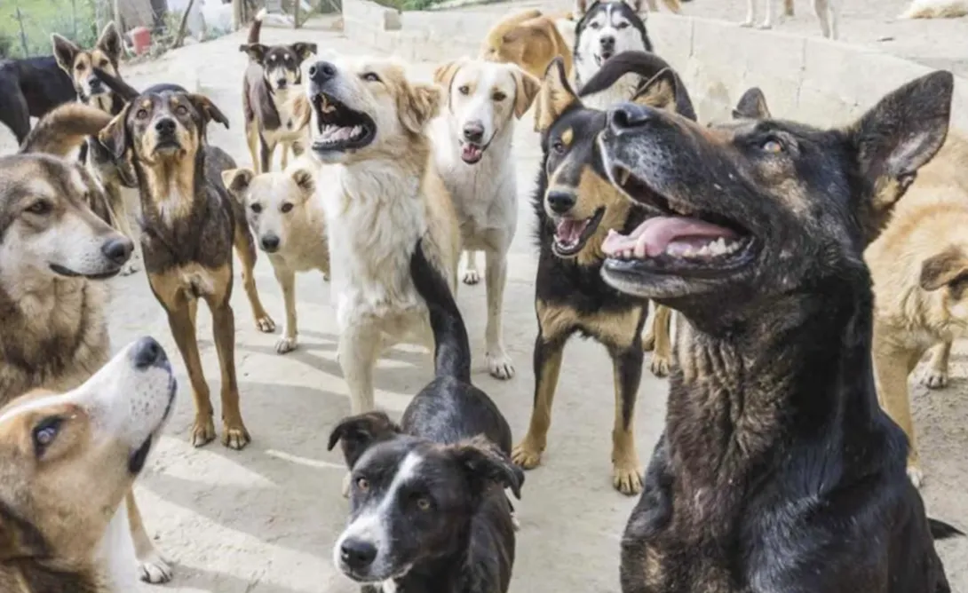 سؤال برلماني يسلط الضوء حول مخاطر الكلاب الضالة على السلامة العامة