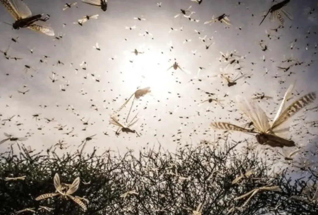 الفاو تحذر من تنامي خطر الجراد الصحراوي بالمغرب مع بداية تكاثر بالصحراء المغربية