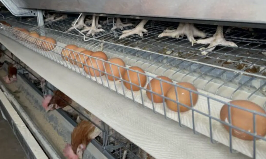 من الضيعة إلى المائدة.. كيف يُنتج 400 ألف بيضة يوميا بإقليم الرحامنة