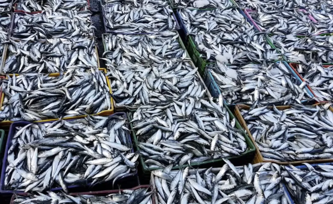 أزيد من 500 طن من الأسماك بسوق الهراويين في سادس أيام رمضان