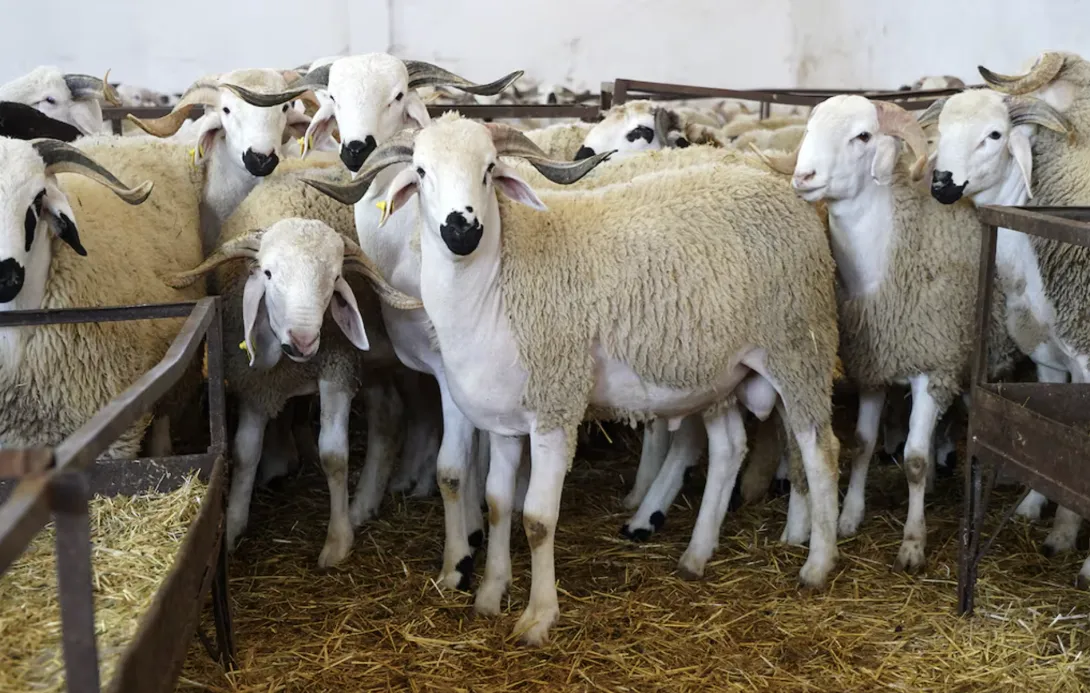 انطلاق مراقبة وطنية لإناث القطيع… صرف الدعم مرهون بالتحقق الميداني