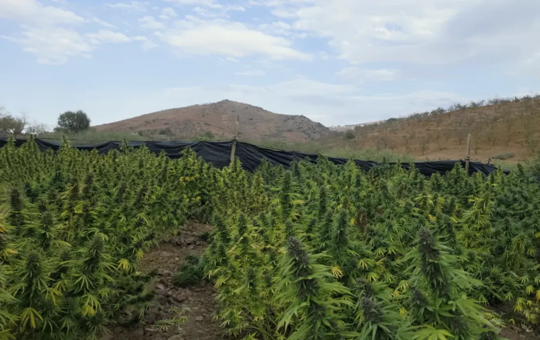 إنتاج القنب الهندي القانوني بالمغرب يتجاوز 19 ألف قنطار خلال 2025