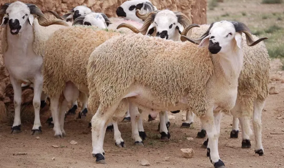 التلقيح الاصطناعي في الأغنام يحقق نتائج مشجعة ويفتح آفاق تحديث القطاع